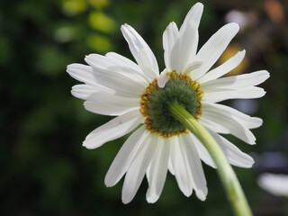 Sommermargerite von hinten