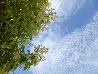 leaves and blue sky