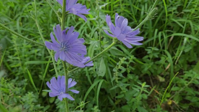 Common Chicory in natural ambient, closeup (Cichorium intybus) - (4K)