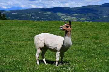 Ein Alpaka auf einer Weide bei Völs am Schlern in Südtirol 