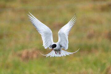 Arctic tern - Sterna paradisaea - with spread wings in flight at green background. Photo from...