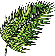 palm leaf vector illustration isolated on transparent background. 
