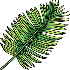 Obraz premium palm leaf vector illustration isolated on transparent background. 