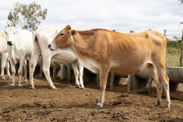 Nelore cattle grazing in the corral