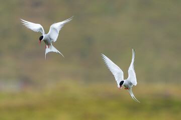 Two Arctic terns - Sterna paradisaea - with spread wings in flight at green background. Photo from...