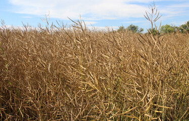 Rapeseed pods ripen on the stems in the field.