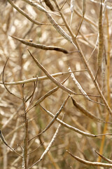 Rapeseed pods ripen on the stems in the field.