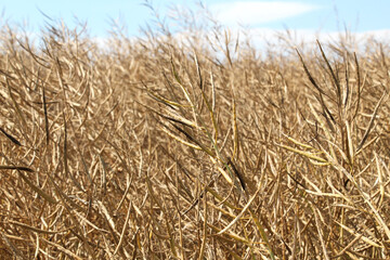 Rapeseed pods ripen on the stems in the field.