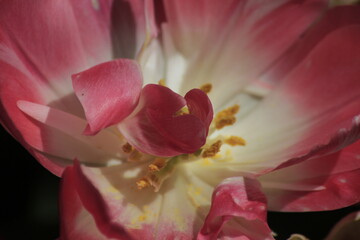 close up of pink tulip