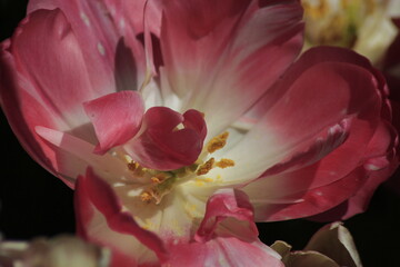close up of pink tulip