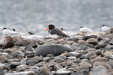 Eurasian oystercatcher (common pied oystercatcher, palaearctic oystercatcher) - Haematopus ostralegus - on stones with arctic terns in background. Photo from Snaefellsnes Penisula in Iceland.