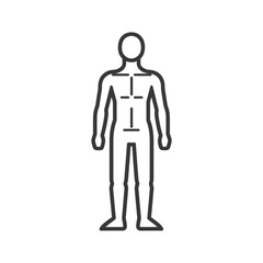Anatomical Line Art: Male Figure, Minimalist Outline Illustration