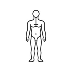 Minimalist Line Art Male Anatomy Diagram, Front View