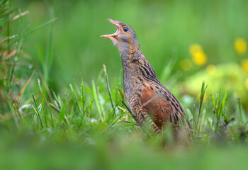 Corn crake bird ( Crex crex )
