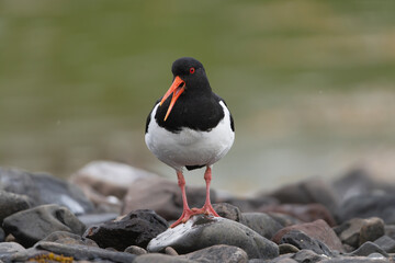 Eurasian oystercatcher (common pied oystercatcher, palaearctic oystercatcher) - Haematopus...