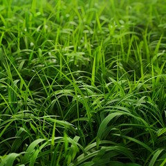 Obraz premium Vibrant Green Grass Blades: A Close-Up View of Lush, Healthy, and Densely Packed Foliage in Natural Light