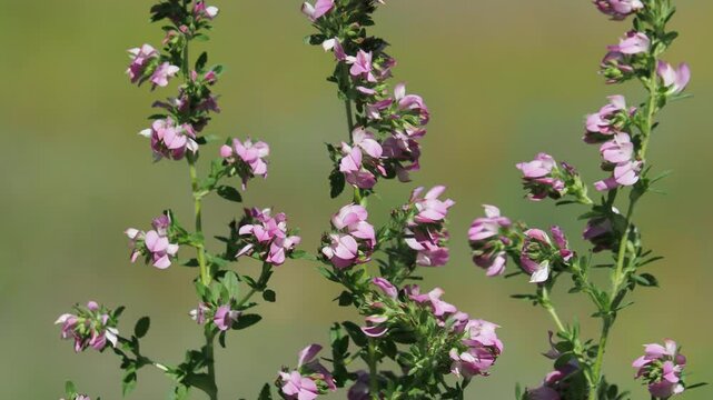 Pink flowers of Field Restharrow plant on a meadow, Ononis arvensis