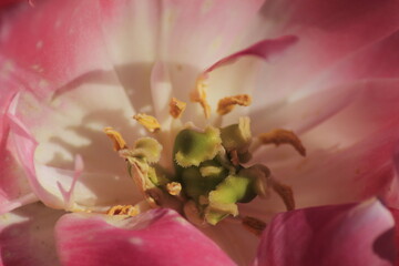 close up of pink flower