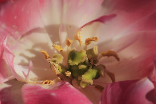 close up of pink flower