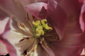 close up of pink tulip