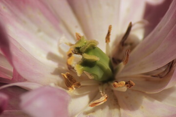close up pink tulip