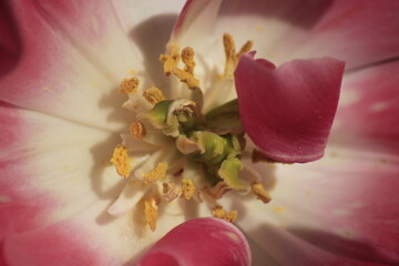 close up of pink tulip