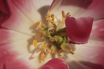 pink tulip closeup
