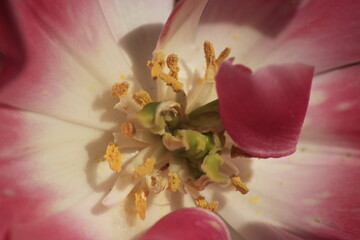 pink tulip close up
