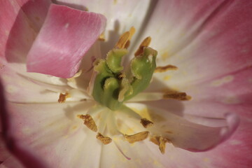 close up of pink flower