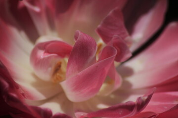 close up of pink flower