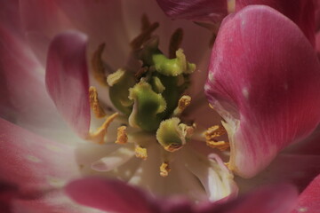 close up of pink tulip