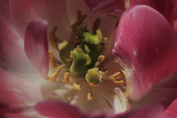 close up of pink tulip