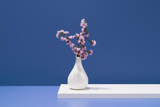 Pink Limonium sinuatum in white vase on blue backdrop