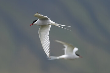 Two Arctic terns - Sterna paradisaea - with spread wings in flight at blue background. Photo from Snaefellsnes Penisula in Iceland. The Arctic tern is famous for its migration.