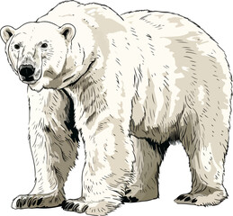 polar bear vector illustration isolated on transparent background. 
