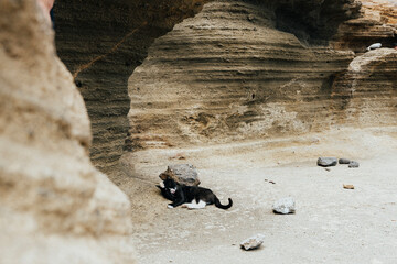 Stray cat explores sandy coastal cliffs on a summer day