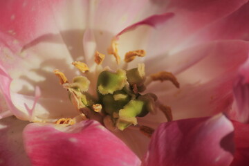 close up of pink flower
