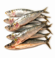 Sardinas frescas, pescado