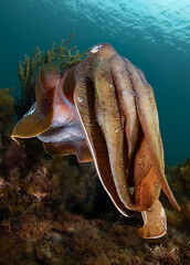 Australian Giant Cuttlefish