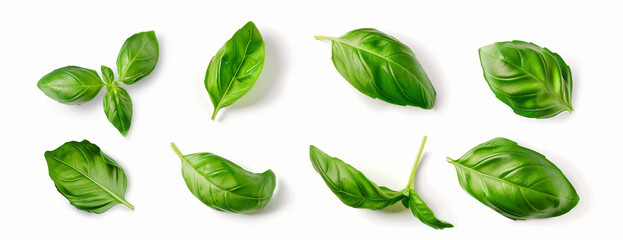 Fototapeta premium several basil leaves float in various poses, with realistic details and shadows