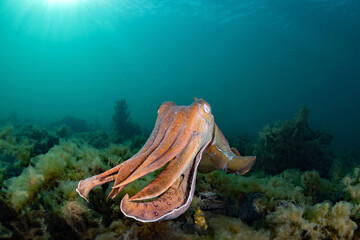 Australian Giant Cuttlefish