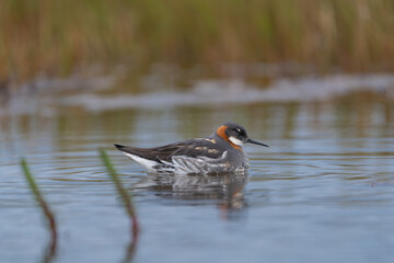 Red-necked phalarope, northern phalarope, hyperborean phalarope - Phalaropus lobatus in breeding plumage swimming in water at green background. Photo from Snaefellsnes Penisula in Iceland.