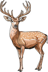 Obraz premium reindeer vector illustration isolated on transparent background. 