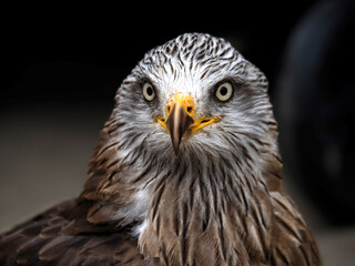The world's oldest Harris hawk. 30 years old and belongs to the Cabarcenos Park (Cantabria, Spain)