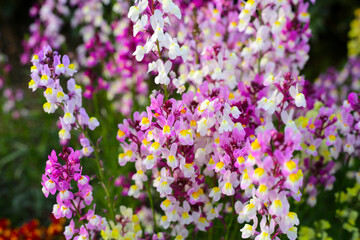 Linaria flower in the garden