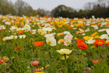 Beautiful poppy flower garden. The Expo 70 Commemorative Park, Osaka, Japan