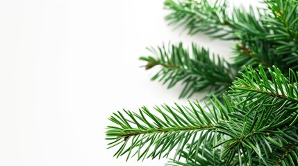 Obraz premium Norfolk Island Pine on White Christmas Background