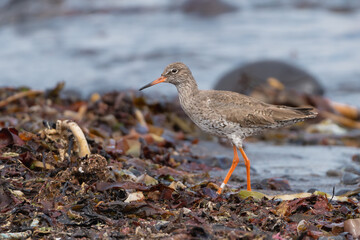 Common redshank or redshank - Tringa totanus in breeding plumage wading in seaweed with blue water in background.. Photo from Snaefellsnes Penisula in Iceland. Ringed bird.