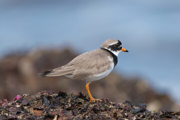 Common ringed plover, ringed plover - Charadrius hiaticula on seaweeds at blue background. Photo from Snaefellsnes Penisula in Iceland.