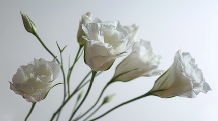 White Lisianthus against white backdrop